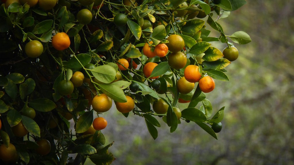 ����һ������(�й�)����