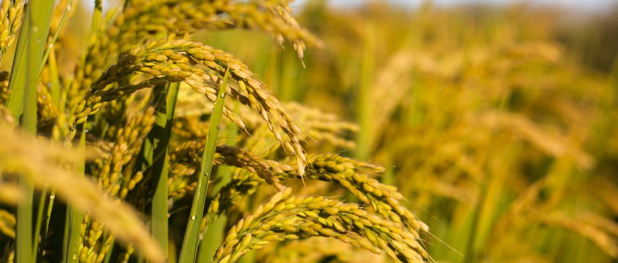 ����һ������(�й�)����